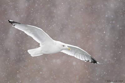 Ring billed gull snow beauty