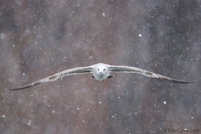 Thayers gull straight on in snow