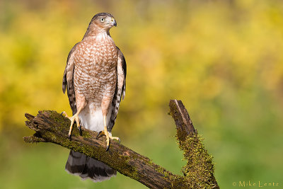 Coopers Hawk in fall colors