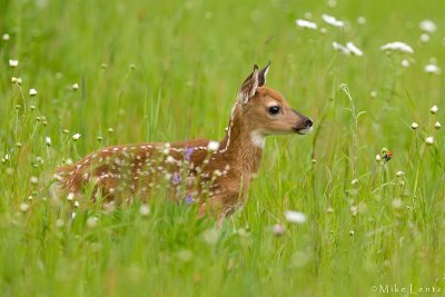 Fawn in flowers
