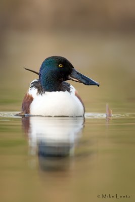 Northern Shoveller (drake)