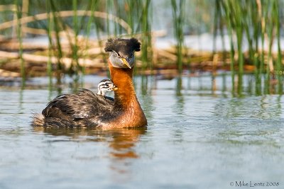 Red necked grebe carries baby