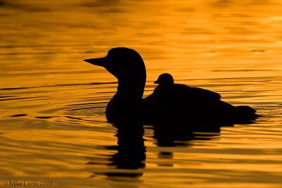 Loon rider silhouette