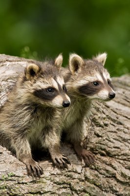 Racoon babies emerging from hole