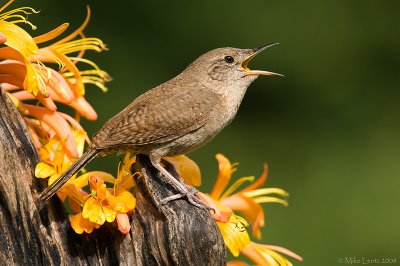 House Wren belting out a tune