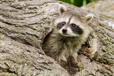 Racoon baby peeks out hole
