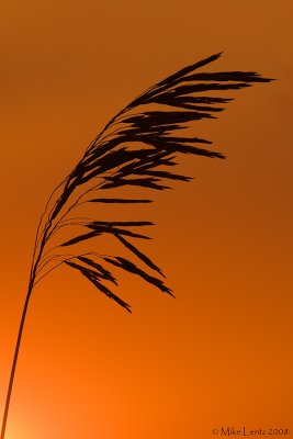 Switchgrass sunset