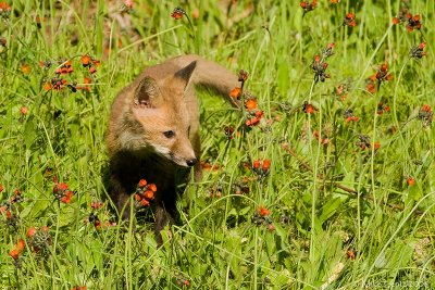Fox baby in hawkweed