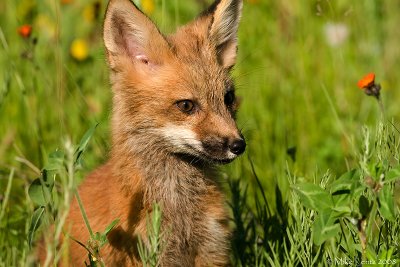 Fox pup