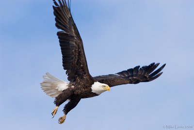 Bald Eagle fly by