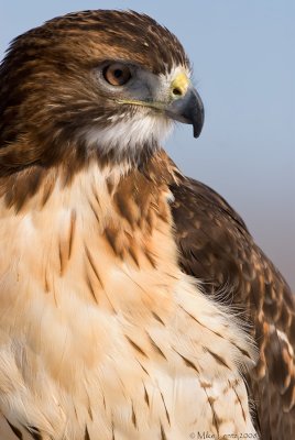 Redtail Hawk portrait