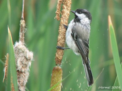 Msange  tte noire - Black-capped Chickadee