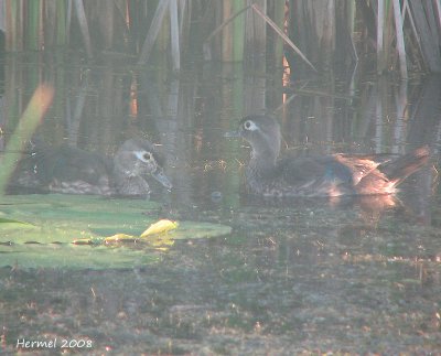 Canard Branchu - Wood Duck