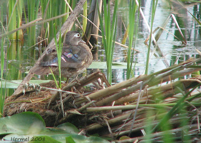 Canard branchu femelle - Female Wood Duck