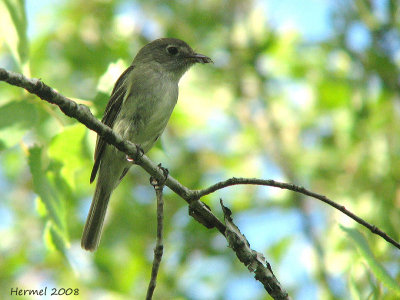 Moucherolle tchbec - Least Flycatcher