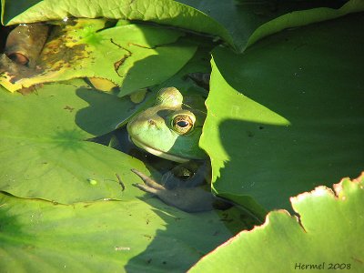 Ouaouaron - Bullfrog