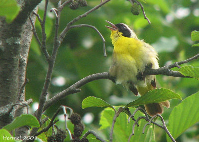 Paruline masque - Common Yellowthroat