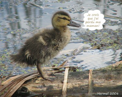 Canard colvert - Donald, le petit canard orphelin - Donald duck, the little orphan