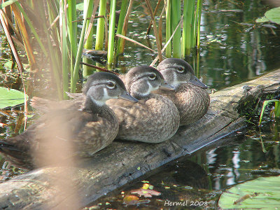 Trois jeunes frres-Canard branchu - Wood Duck - Three young brothers