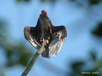 Urubu  tte rouge - 080727 -Turkey Vulture