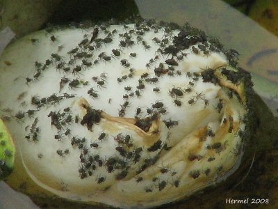 Pucerons - Aphids