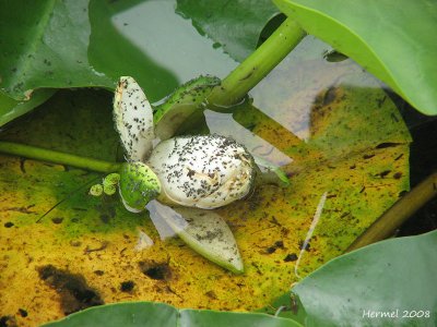 Nnuphare dcor de pucerons- Bug decorated waterlilly