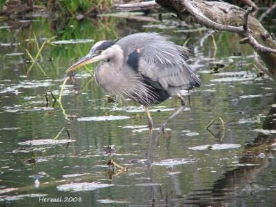 Grand Héron - Great Blue Heron