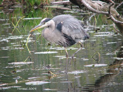 Grand Hron - Great Blue Heron