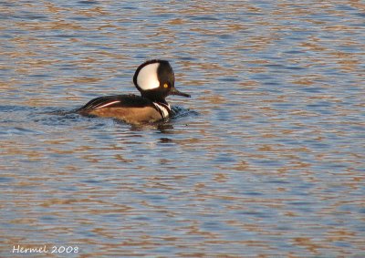 Harle couronn -Hooded Merganser