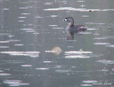 Grbe  bec bigarr - Pied-billed Grebe