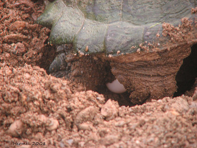 Pondre ses oeufs - Laying eggs