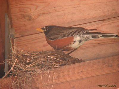 Merle d'Amrique - American robin