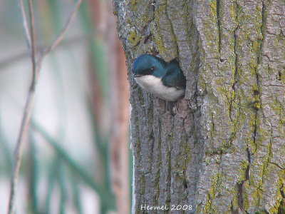 Hirondelle bicolore - Tree Swallow