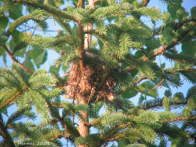 Tyran Tritri - Eastern Kingbird