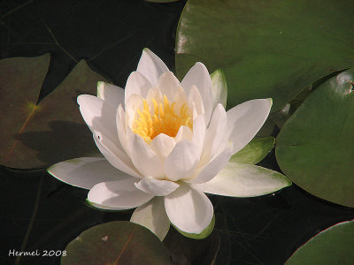 Nénuphare - Water Lily