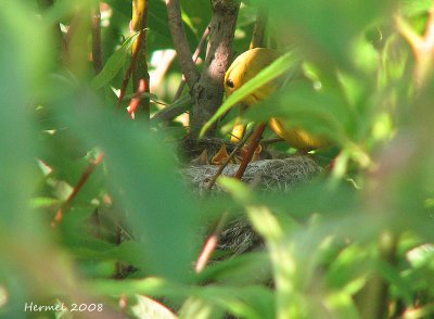 Paruline jaune- Yellow warbler