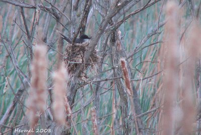 Tyran tritri - Eastern Kingbird