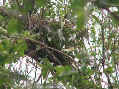 Merle d'Amrique - American Robin