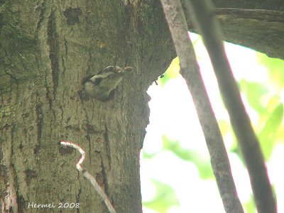 Pic mineur - Downy Woodpecker