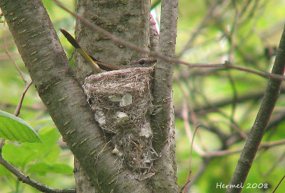 Paruline flamboyante - American Redstart