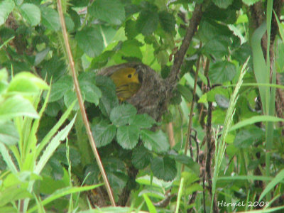 Paruline jaune - Yellow Warbler