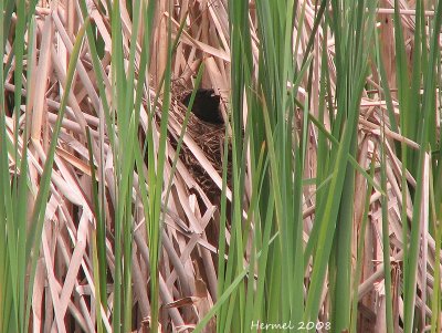 Quiscale bronzé - Common Grackle