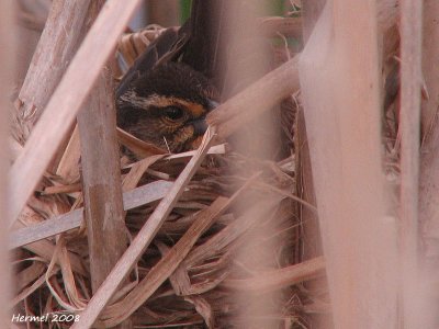 Carouge  paulettes - Red-winged Blackbird