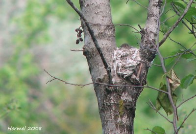 Moucherolle tchébec - Least Flycatcher
