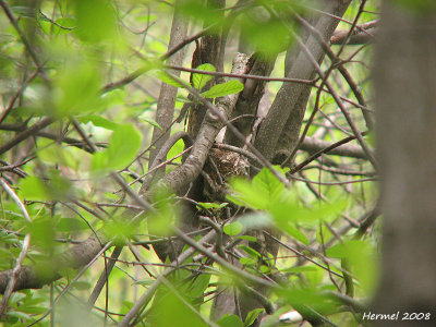 Paruline flamboyante - American Redstart