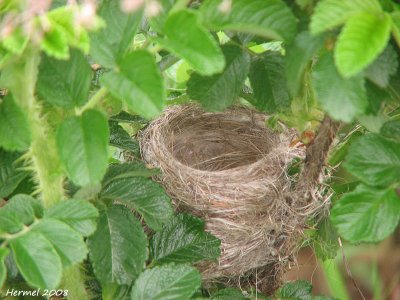 Paruline jaune - Yellow Warbler