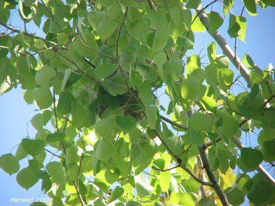 Oriole de Baltimore - Baltimore Oriole