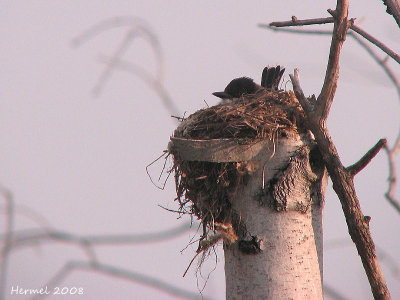 Tyran tritri - Eastern Kingbird