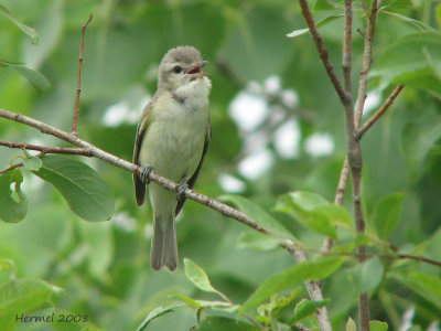 Jeune Viro mlodieux - Young Warbling Vireo