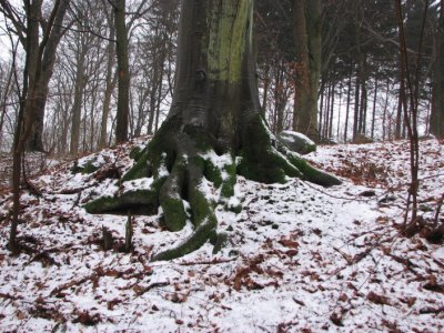 Beech and snow